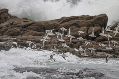 Düşük gelgit sırasında kuzey Portekiz kayalık kıyılarında uçan kumkuşları sürüsü.