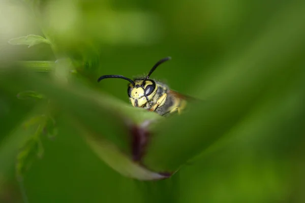 Hidden Wasp Northern Portuguese Meadow End Day Light — Foto Stock
