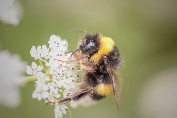 Bee Sucking Pollen Wild White Flowers Northern Portuguese Meadow — Foto Stock