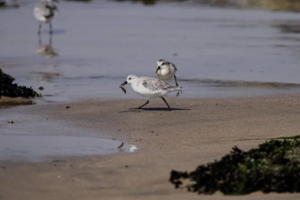 Sanderling Worm Its Beak Beach Northern Portugal — Stockfoto