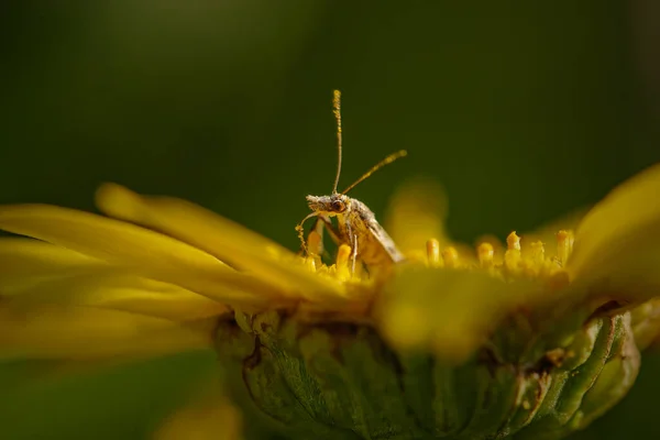 Bug Sur Une Fleur Jaune Sauvage Une Prairie Portugaise Nord — Photo