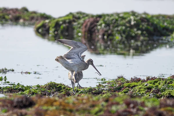 Sandpipers Eating Worms Northern Portuguese Rocky Coast Low Tide — 스톡 사진