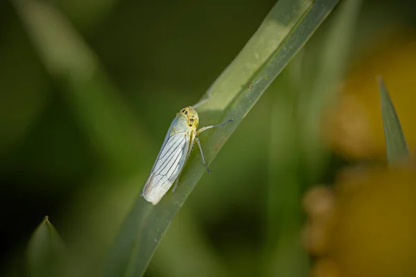 Very Small Yellow Blue Cicada Northern Portuguese Meadow — Φωτογραφία Αρχείου