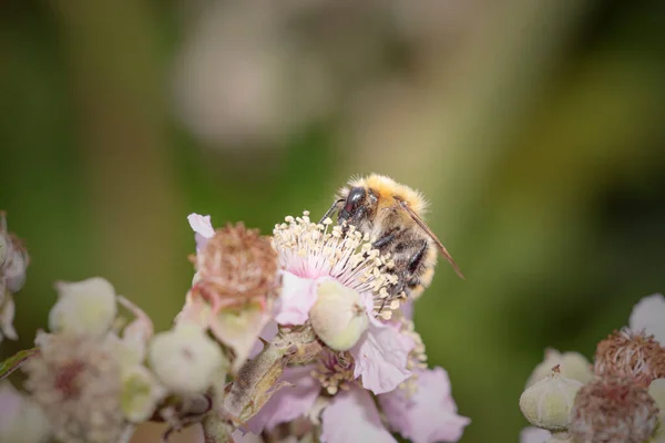 Bee Sucking Pollen Wild Flowers Northern Portuguese Meadow — Foto Stock