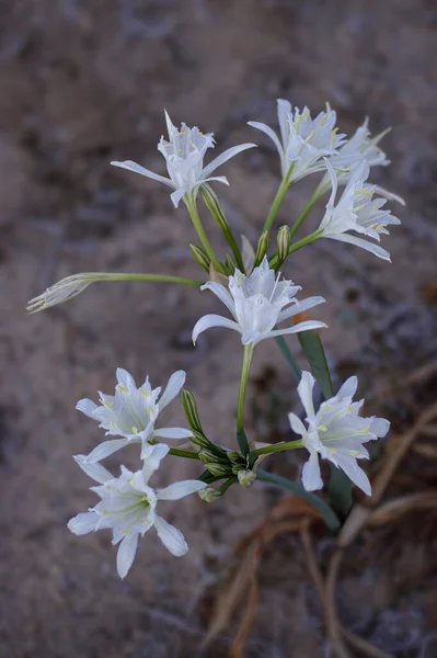 Wild White Lilies Northern Portuguese Sand Dune Dusk Shallow Depth — 스톡 사진