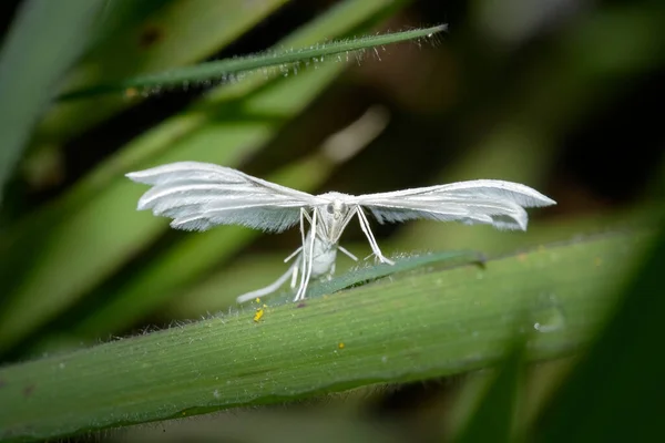 Hidden White Moth Northern Portuguese Meadow — Φωτογραφία Αρχείου