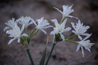 Alacakaranlıkta kuzey Portekiz kum tepesinde vahşi beyaz zambaklar. Alanın derinliği:.