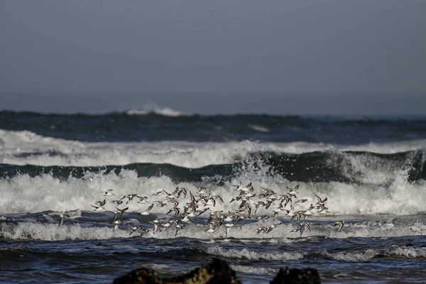 Flock Sanderlings Flight Northern Portuguese Rocky Coast — Stock Photo, Image