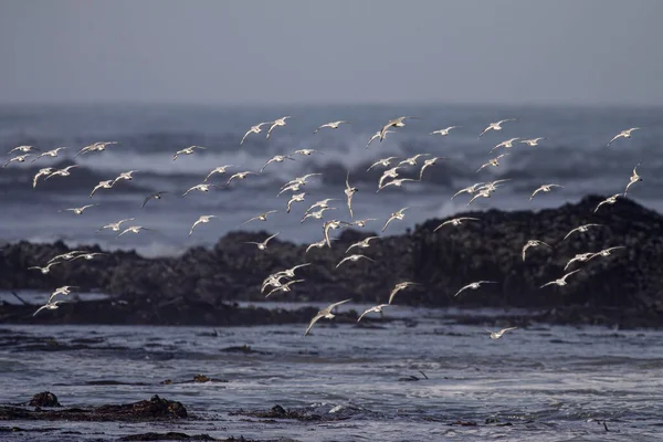 Flock Sanderlings Flight Northern Portuguese Rocky Coast Low Tide — Stock Photo, Image
