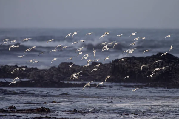 Manada Sanderlings Vuelo Sobre Costa Rocosa Del Norte Portugal Durante —  Fotos de Stock