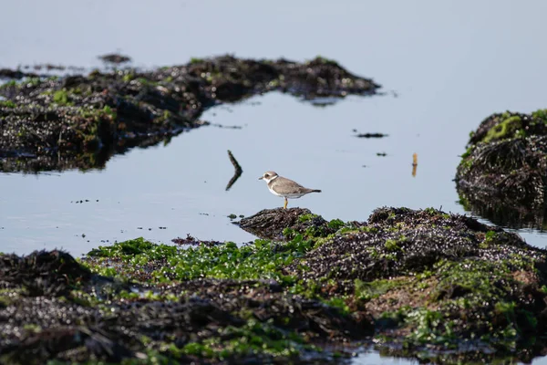 Plover Rocks Northern Portuguese Beach Low Tide — Stockfoto