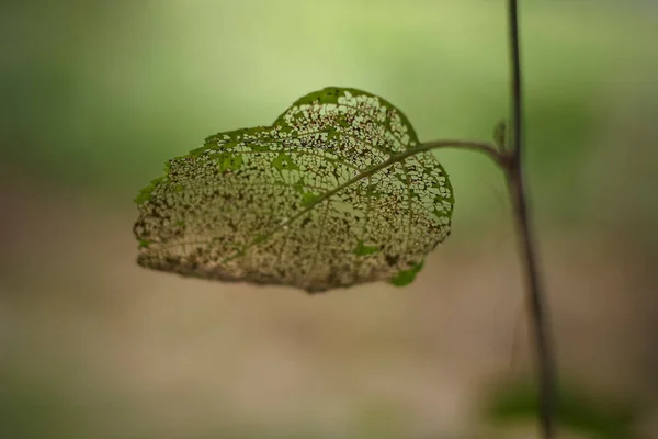 Venele Din Frunze Adâncimea Mică Câmpului — Fotografie, imagine de stoc