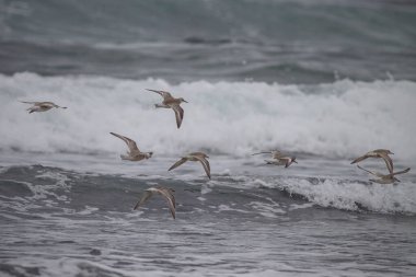 Sandpipers flying over waves from a northern portuguese beach
