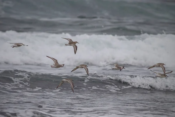 Sandpipers Flying Waves Northern Portuguese Beach — Stock Photo, Image