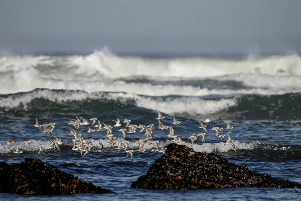 Manada Sanderlings Vuelo Sobre Costa Rocosa Del Norte Portugal Durante —  Fotos de Stock