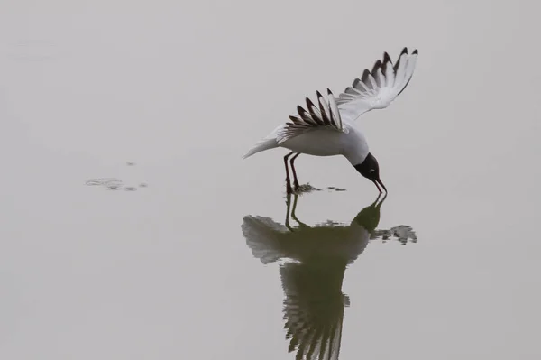 Tern Looking Food Douro River — Fotografia de Stock