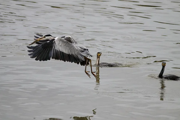 Two Cormorants Trying Steal Freshly Caught Fish Heron Beak Douro — 스톡 사진