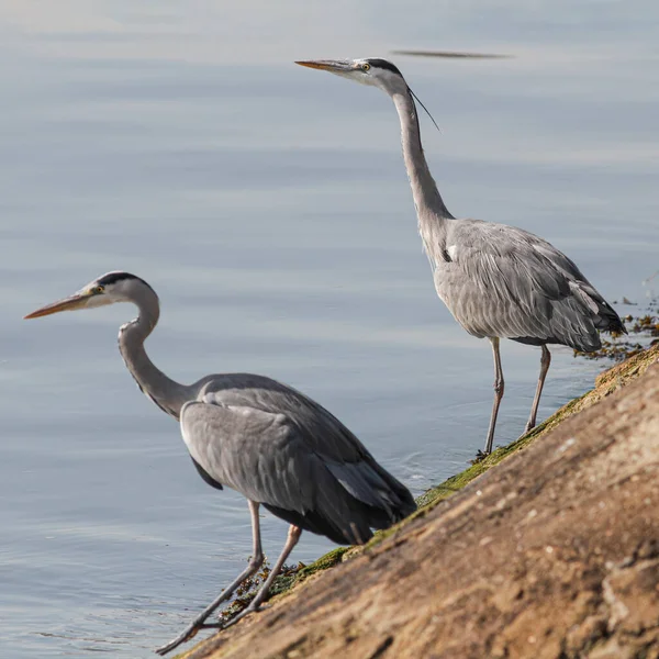 Herons Waiting Schools Fish Come Tide Douro River Border North — 스톡 사진
