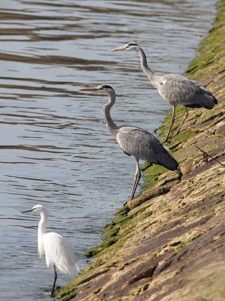 Herons Waiting Schools Fish Come Tide Douro River Border North — Zdjęcie stockowe