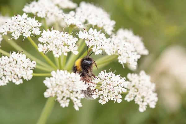 Bee Sucking Pollen Wild White Flowers Green Meadow North Portugal — Foto Stock