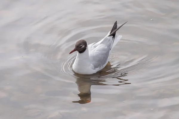 Closeup Tern Swimming Douro River North Portugal —  Fotos de Stock