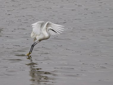 White heron in flight and hovering over the Douro river during its fishing activity in the Douro river