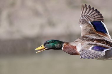 Mallard duck in flight closeup