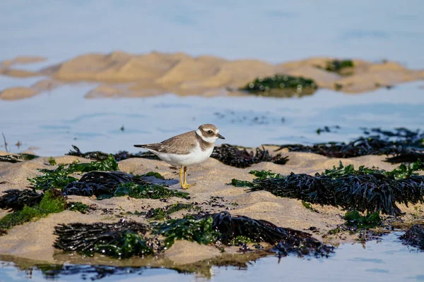 Plover Rocks Northern Portuguese Beach Low Tide — Stock Photo, Image