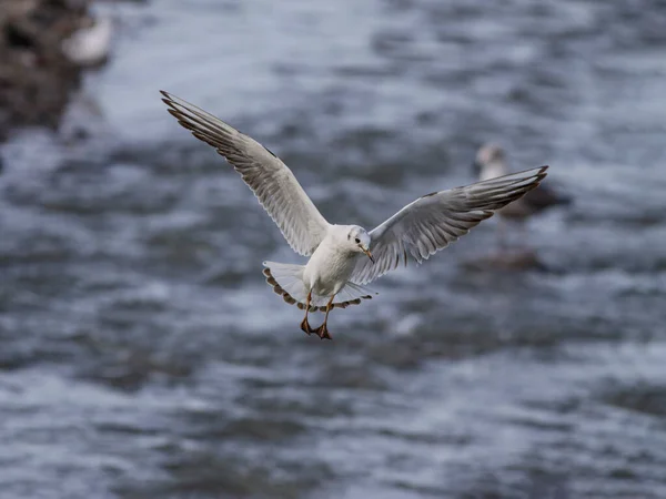 Common Tern Hovering Douro River North Portugal — 图库照片