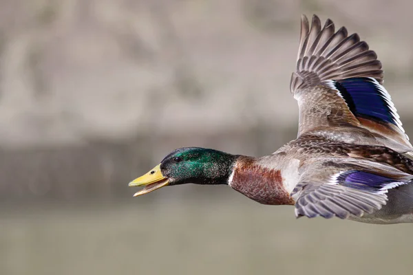 Mallard Duck Flight Closeup — Stock Photo, Image