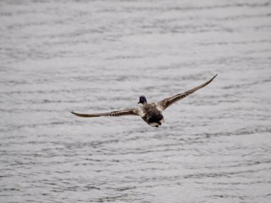Wild duck in flight over Douro river