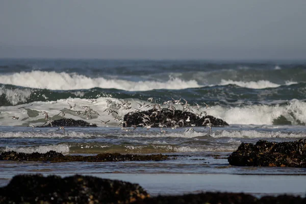 Blomma Sanderlings Flygning Över Norra Portugisisk Stenig Kust Lågvatten — Stockfoto