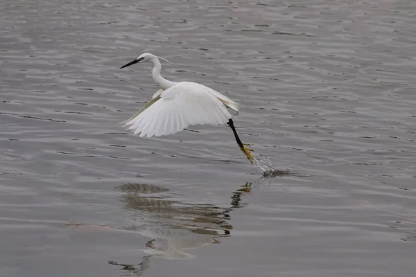 Wite Small Egret Flying Douro River Seeing Reflection North Portugal — Fotografia de Stock