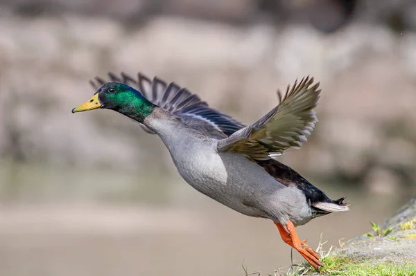 Wild Mallard Duck Taking Douro River Border North Portugal —  Fotos de Stock