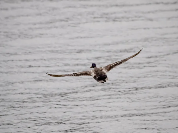 Wild Duck Flight Douro River — Stock Photo, Image