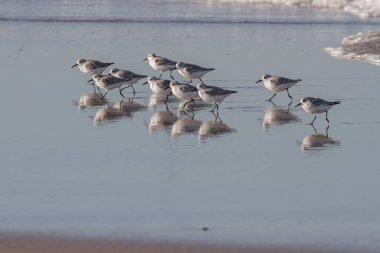 Sanderlings running over wet sand seeing reflection. Northern portuguese coast