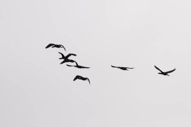 Flock of cormorants in flight silhouette, north of Portugal