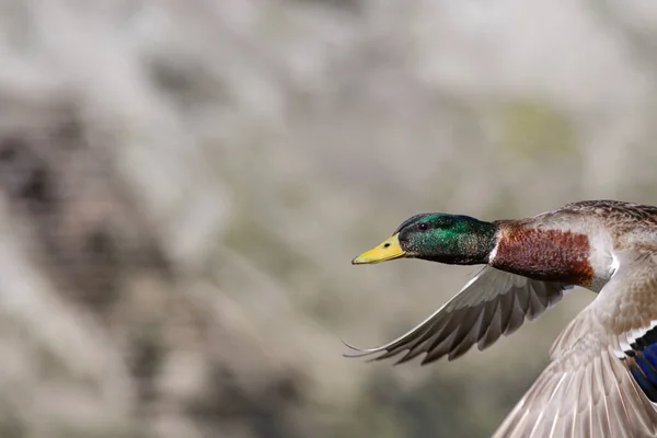 Mallard Duck Flight Closeup — Stock Photo, Image