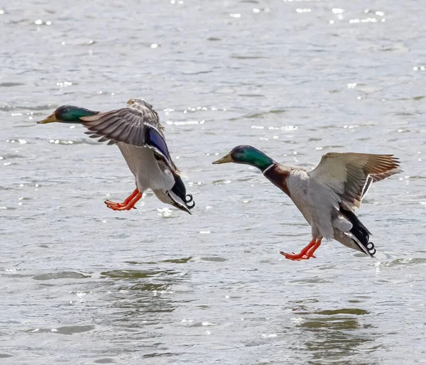 Two Douro River Wild Duck Landing —  Fotos de Stock