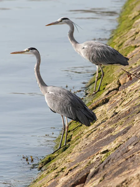 Herons Waiting Schools Fish Come Tide Douro River Border North — Foto Stock