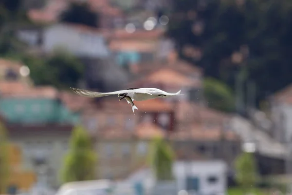 Tern Mullet Its Beak Had Just Caught Douro River — Stock Photo, Image