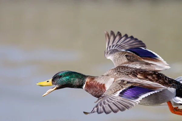 Mallard Duck Flight Closeup — Stock Photo, Image