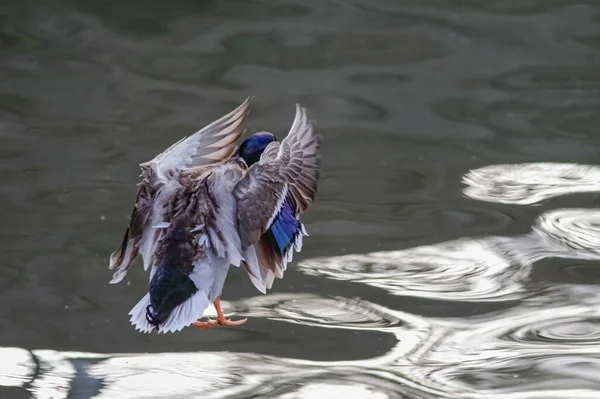 Douro River Wild Duck Landing — Zdjęcie stockowe