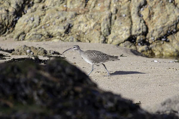 Curlew Looking Food Northern Portuguese Rocky Beach — Stockfoto
