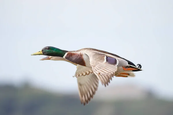 Couple Wild Ducks Flight Douro River Border — Stock Photo, Image