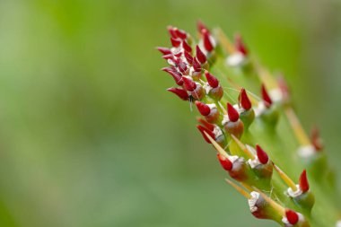 Cactus leave against a green natural desfocused bakground