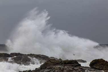 Büyük fırtınalı dalga sıçraması. Kuzey Portekiz kayalık kıyıları.