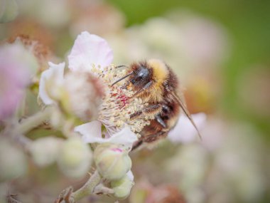 Kuzey Portekiz çayırında yabani bir çiçeğin polenini emen arı. Makro fotoğraf.