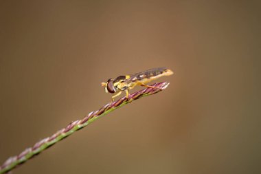 Colorful fly prched on grass from a northern portuguese meadow. Shallow DOF