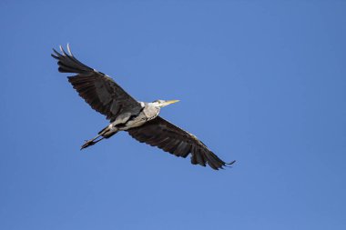 Douro river heron in flight against deep blue sky, north of Portugal